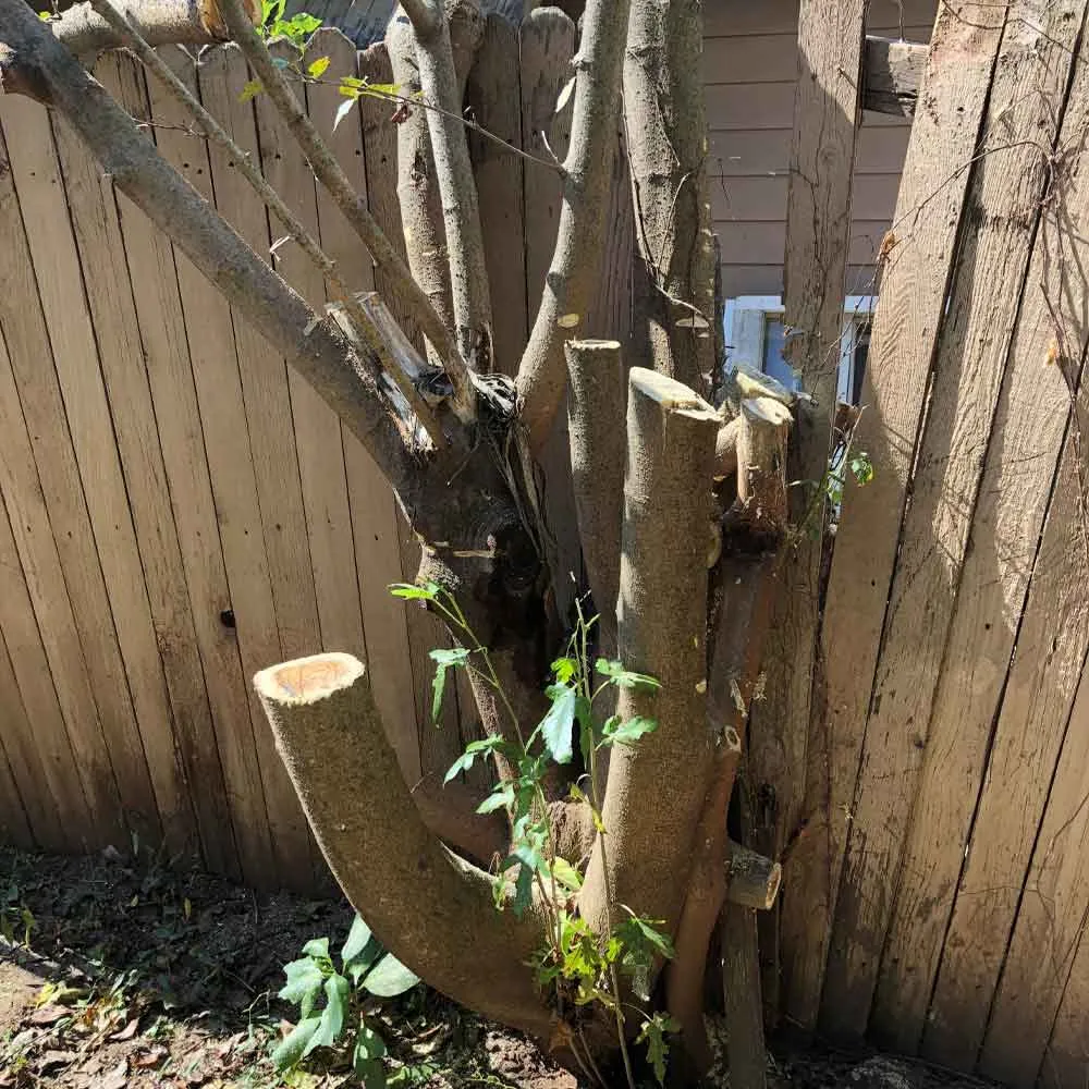 Tree Growing into Fence