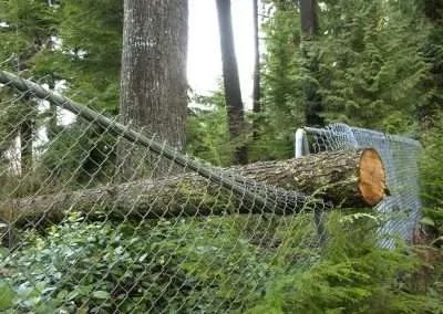 Fallen Tree on Chain Link Fence